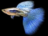 Blue Grass Guppy (Big Dorsal)