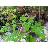 Kapsul Moringga Produk Kesihatan