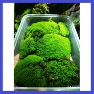 Star moss ,Terrarium moss, paludarium,garden moss