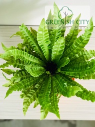 GNC - Asplenium Nidus Sarang Burung Fern Pokok Indoor Hiasan Live Plant Paku Pakis