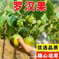 Monk Fruit Seed Monk Fruit Seed Monk Fruit Seed Climbing Vine Fruit Tree Seed Balcony Plant Four Sea