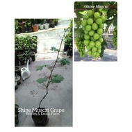 Pokok Anggur Shine Muscat @ Shine Muscat Grape