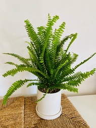 Boston Fern with pot 波士頓腎蕨 連陶盆  🍀Potted plant 盆栽植物 🍀Indoor 室內種植🍀Outdoor under shade 室外有遮蔭 ☘️Gift 送禮