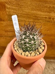 (已hold , 可追訂)仙人球 - 實生逆豹丸 *歡迎查詢代訂各類仙人球