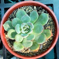 獵戶座 3寸盆 多肉植物 室內植物 室外植物 觀賞植物