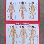Standard Human Body Meridian Acupuncture Points Household Medical Whole Body Traditional Chinese Med