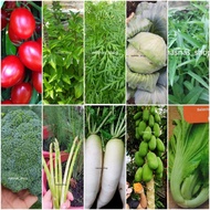 Benih Sayuran Pelbagai Vegetable Seed Pek Jimat Seeds Vege Basil Asparagus Sawi Tomato Kobis Ulam Ra