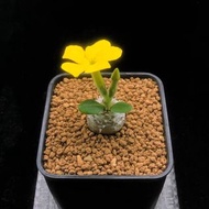 SG3300-黃花惠比須笑開花株🔥多肉植物小盆栽禮物🔥