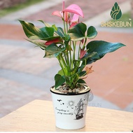 2-Layer Self Watering Pot Stylish And Unique Imitation Porcelain Cactus and Succulent with Hydroponi