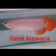 ikan Arwana Super red 43 up Spesial