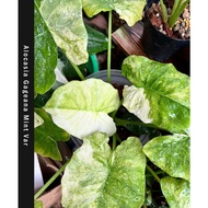 Rare Alocasia Gageana Mint Var Pokok Viral Live Plants Variegated Plants