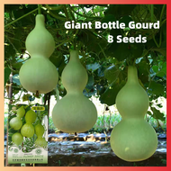 8 เมล็ด เมล็ดพันธุ์ น้ำเต้าเซียน Giant Bottle Gourd Seeds บอนสีหายาก เมล็ดพันธุ์ผัก พันธุ์ไม้ผล เมล็ดดอกไม้ บอนสีสวยๆ ต้นไม้มงคล พันธุ์ดอกไม้ ต้นไม้ฟอกอากาศ ไม้ประดับ ต้นไม้ตกแต่ง ไม้ดอก ดอกไม้จริง บอนไซ ต้นไม้ ตกแต่งสวน ของแต่งสวน หญ้าเทียม plants