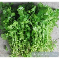 Coriander seeds