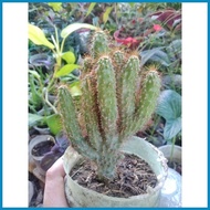 Cactus / Cacti - Live Plant
