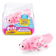 Pets Alive Swimming Axolotls