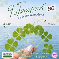 4 And 5 Clover Leaves Real Leaf Of Good Luck