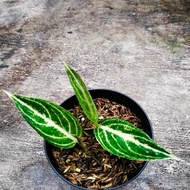 aglaonema white legacy