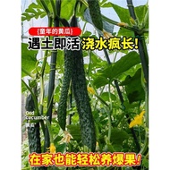 Jinyan No. 4 Cucumber Seeds Autumn Cucumber Seeds Climbing Cucumber Seeds Four Seasons Fruit Seedlin