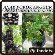 Anak Pokok Anggur Brazil Jabuticaba Tree Untuk Ditanam Pokok Hidup Real Live Plant 树葡萄 嘉宝果