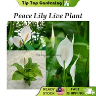 Real Live Plant Peace Lily Spathiphyllum Floribundum Pokok Hidup 白掌 白鹤芋 一帆风顺