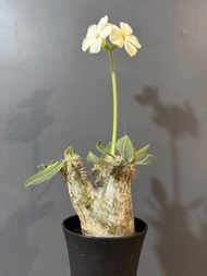 魔界玉    開花中   白花