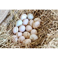 5 White-Haired Beijing Duck Eggs