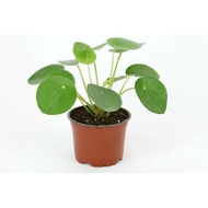 Peperomioides Plant Chinese Money Plant - Fresh Gardening Indoor Plant Outdoor Plants for Home Garden