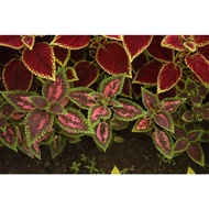 Mayana Coleus - Cutting Only ( Rare Mayana ) Live Plant