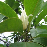 Ready Stock Quick Shipment Cinnamon Seeds/Cinnamon Seeds/Cinnamon Seeds/Magnolia Seeds/Cinnamon Seed