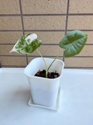 綠天鵝絨海芋錦苗