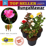 PAKET 6 TANAMAN HIAS BUNGA MAWAR HIDUP ASLI TANAMAN HIAS BUNGA ROSE BUNGA MAWAR ASLI BUNGA ROSE ASLI