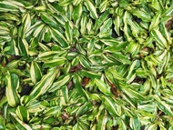 VARIEGATED FROG GRASS LAWN SEEDS SACRED GARDEN