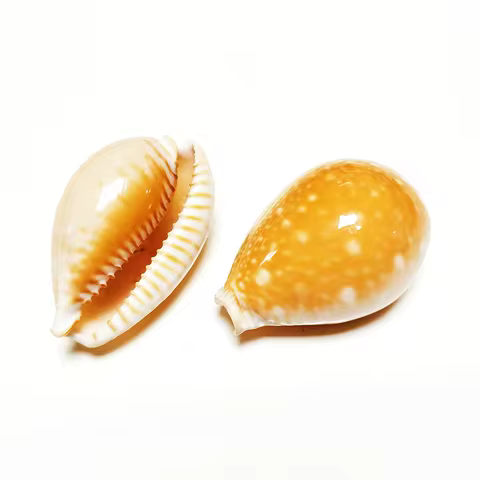 Great Spotted Cowrie Shell Rare Perisserosa Guttata For Collection Wedding Decorations, Fish Tank Pa