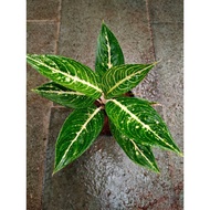 Sindo - Aglaonema Legacy Blorok Live Plant 6UHUQZFJR6