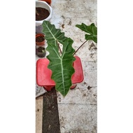 Pokok keladi/caladium