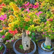 tanaman hias bougenville/bunga bougenville 4 warna