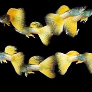 ((premium)) Ikan hias Guppy YELLOW PINGU