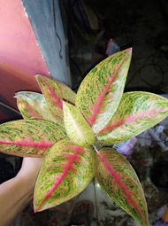 Aglaonema red Legecy