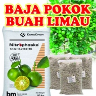 Baja Pokok Buah Limau Kasturi Nipis Lemon Khas Untuk Berbunga Banyak Berbuah Lebat Pokok Akar Kuat N