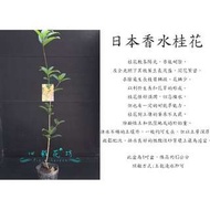 心栽花坊-日本香水桂花/3吋/香花植物/開花植物/綠籬植物/售價100特價90