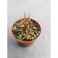 sundew/drosera adelae