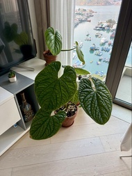 Anthurium Luxurians 👍🏻 熱帶雨林植物，非常大盤非常健康超靚