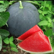 Watermelon sweet seedless black skin seeds(10pcs per pack)/Biji benih Tembikai manis tanpa biji kuli