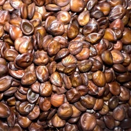 Mimosa Tenuiflora Seeds - Mimosa Hostilis Seeds 20Seeds/Pack