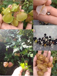 🌕.BUAH PERIA BULAN.🌕Ready Stock (buah / pokok / biji benih) BALLOON VINE Cardiospermum halicacabu