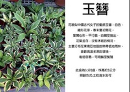 心栽花坊-玉簪/隨機出品不挑/3.5吋/綠化植物/室內植物/觀葉植物/售價150特價100