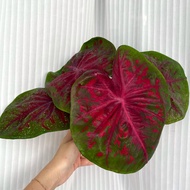 Caladium Fire Storm (Red Caladium)