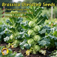 200 Seeds/pack High Yield Organic Brussel Sprouts Seed Vegetable Seeds for Pot Planting Fresh Brusse