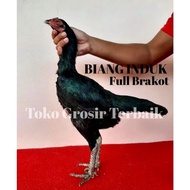 Instan Ayam Bangkok Asli Pakhoy Super Full Brakot Patok Punggung Telur