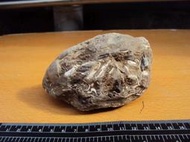 天然貝殼化石頭,重約600公克,廚櫃裝飾 狀況良好-二手